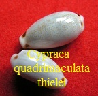 Cypraea quadrimaculata f thielei, Schilder & Schilder 1938